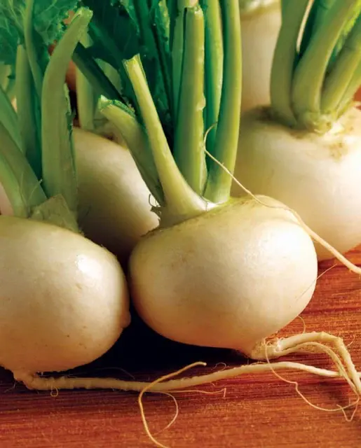 Turnip - Hakurei F1 - West Coast Seeds