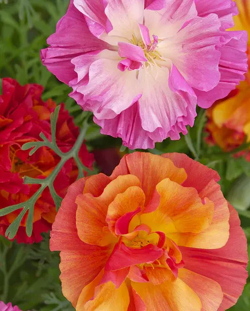 Callifornia Poppy - XL Jelly Beans - West Coast Seeds