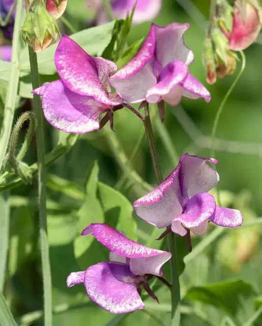Sweet Pea -  Striped Butterfly Blend - West Coast Seeds