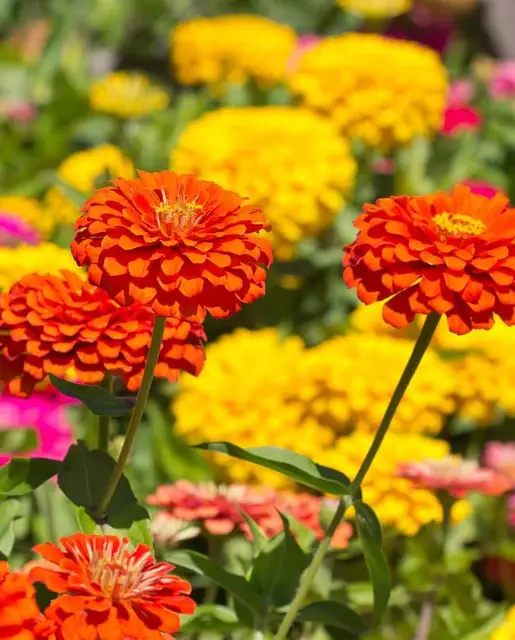 Zinnia - Giant Blue Point Formula - West Coast Seeds