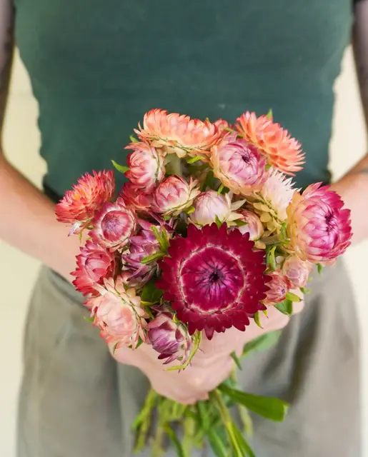 Strawflower - Salmon Rose - West Coast Seeds