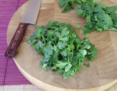 Herb - Cilantro - Slow-Bolt Cilantro - Renees Seeds