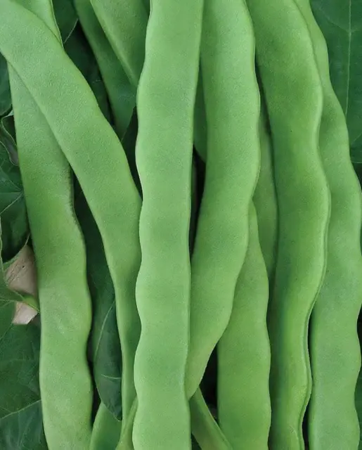 Bean - Hilda Romano - West Coast Seeds
