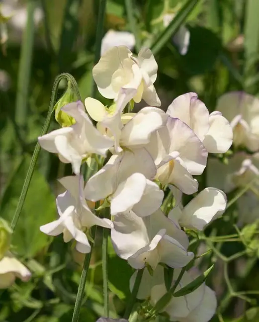 Sweet Pea - High Scent - West Coast Seeds