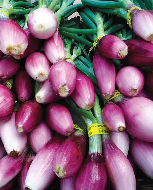 Scallion - Apache - West Coast Seeds