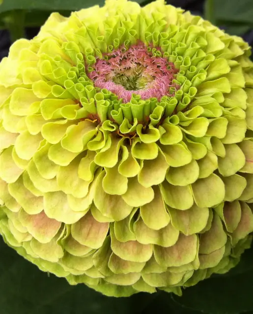 Zinnia - Queeny Lime with Blotch - West Coast Seeds