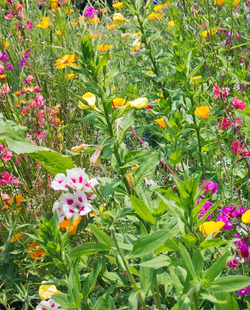 Wild Flower - Butterfly Blend - West Coast Seeds