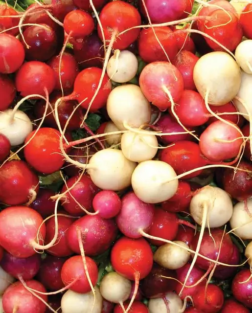 Radish - Easter Egg II - West Coast Seeds