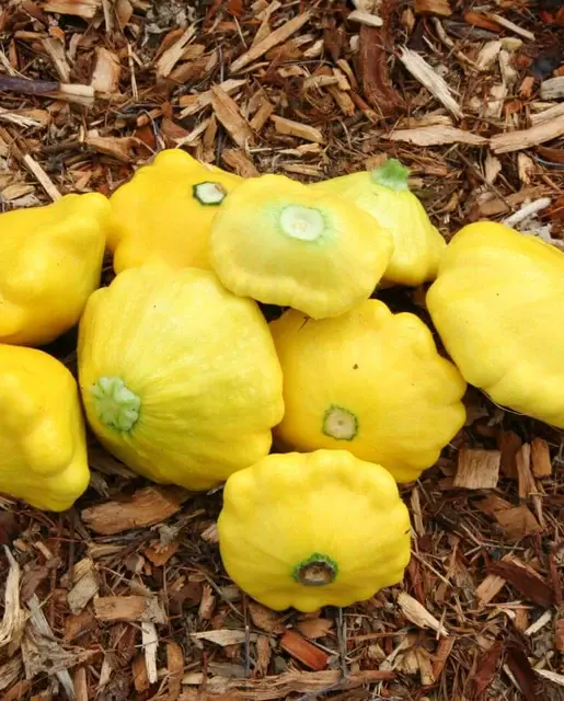 Squash - Sunburst F1 - West Coast Seeds