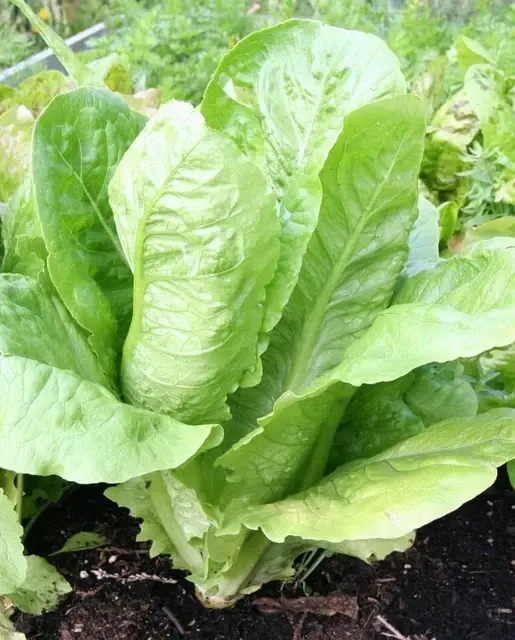 Lettuce - Parris Island - West Coast Seeds
