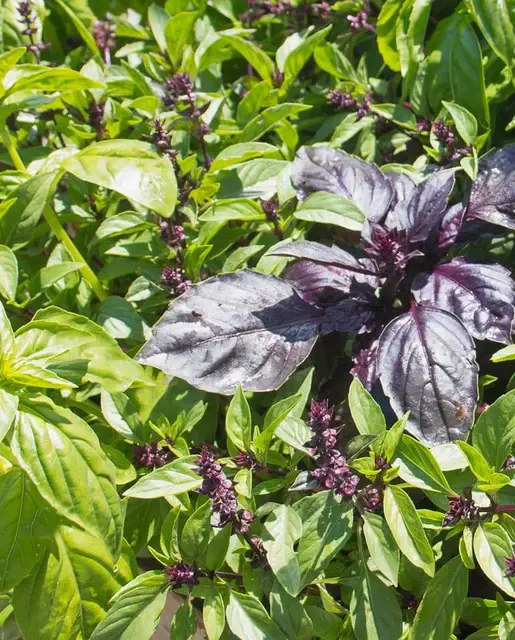 Basil - Kitchen Blend - West Coast Seeds