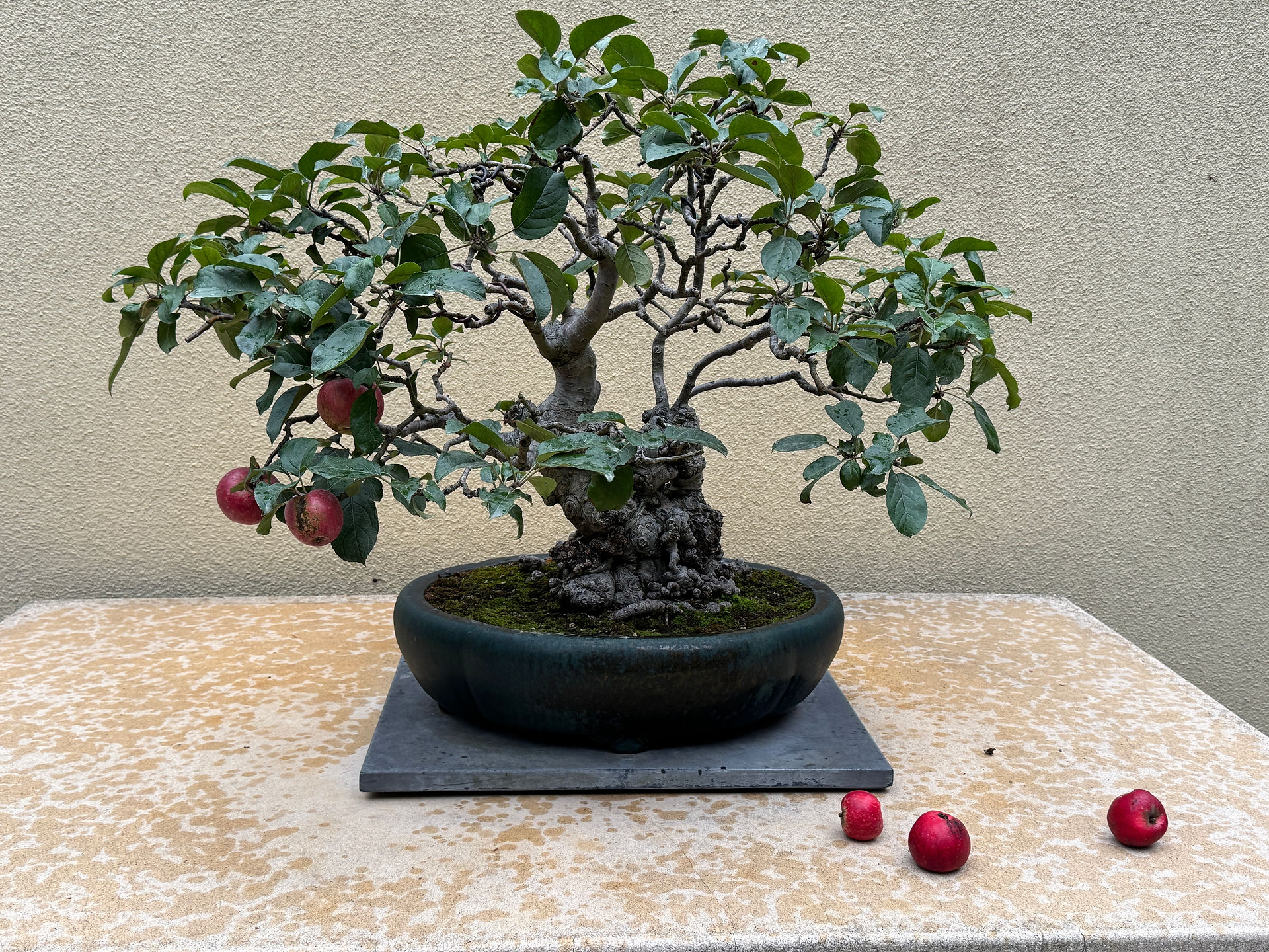 Gravenstein Apple