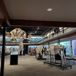 Museum of Osteology 