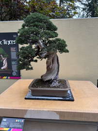 Chinese Juniper