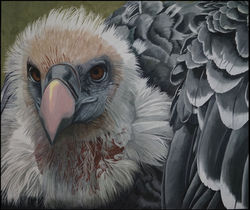 Hollis Chatelain - Ruppell's Griffon Vulture