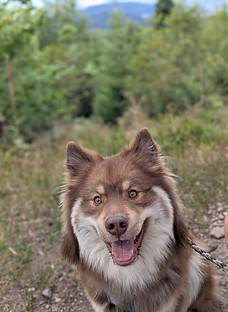 Hund mit braunem Fell lächelt in die Kamera
