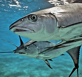 swordfish in key largo .jpg