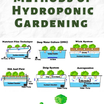 Hydroponics DIY Guide