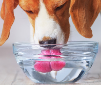 Consejos para Refrescar a tu Perro durante la Temporada de Calor