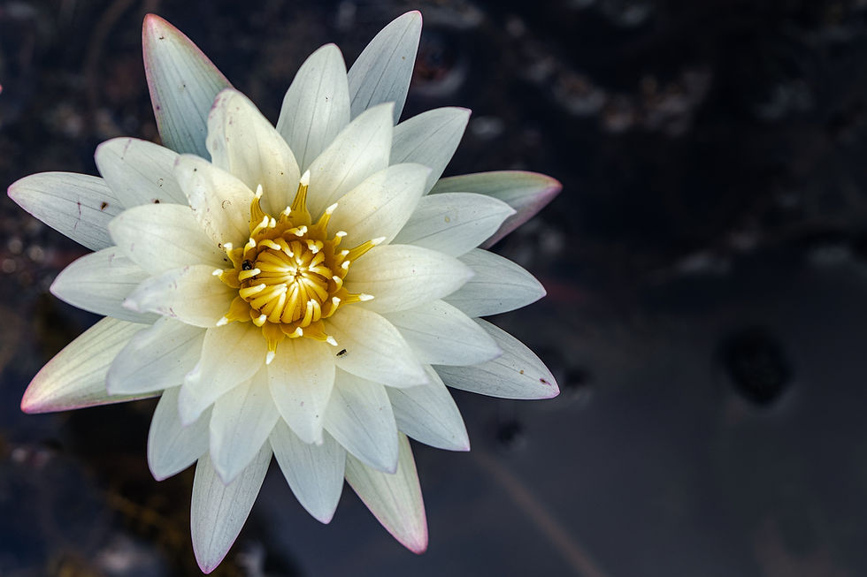 selective-focus-white-wild-lily-pond-with-dark-water-wall.jpg