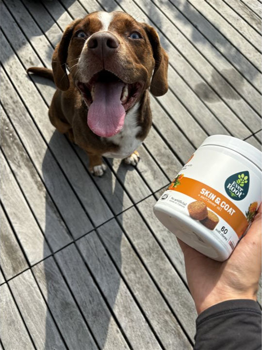 Discover how gold medalist Aly Raisman prioritizes her dog Mylo's health with EverRoot Dog Supplements, offering support for digestion, mobility, and overall well-being.