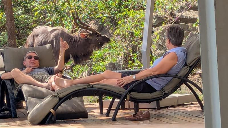 Two travellers reclining on lounge chairs on a deck as a large antelope walks through the greenery nearby.