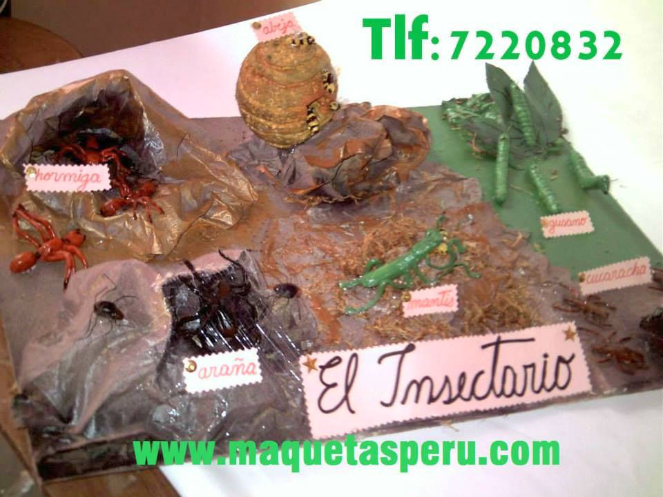 Maqueta de insectos 