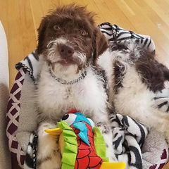 Labradoodle Puppies For Sale