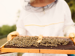 Know Your Beeswax: Why Ingredient Sourcing Matters