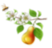 pear_illustration_nobackground (5).png