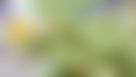 BNN-Leser kochen 
das Weihnachtsmenü | https://bnn.de