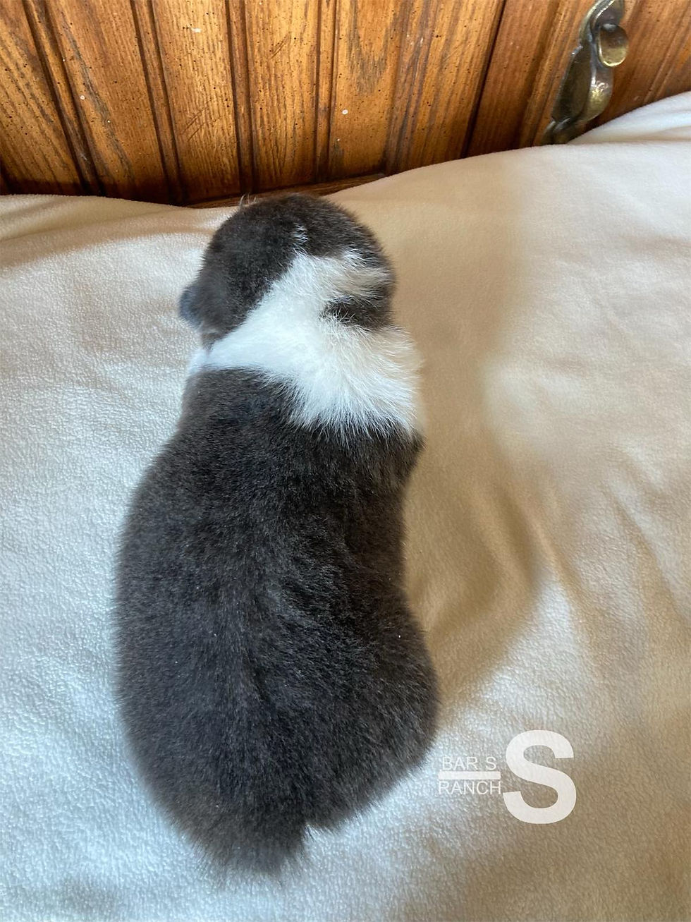Female - 3 Weeks