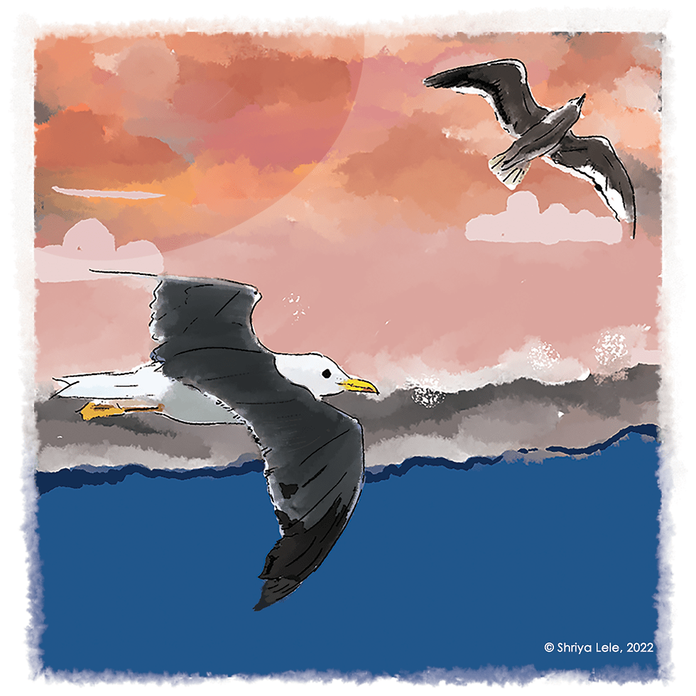 Swift Seagulls