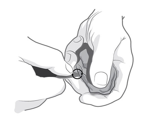 Action de rotation du couteau pour le faire pénétrer entre les coquilles