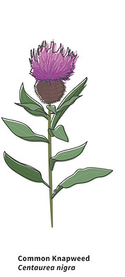 National Botanic Gardens Wales-Knapweed.jpg