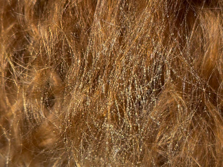 Hair that is showing Frizz