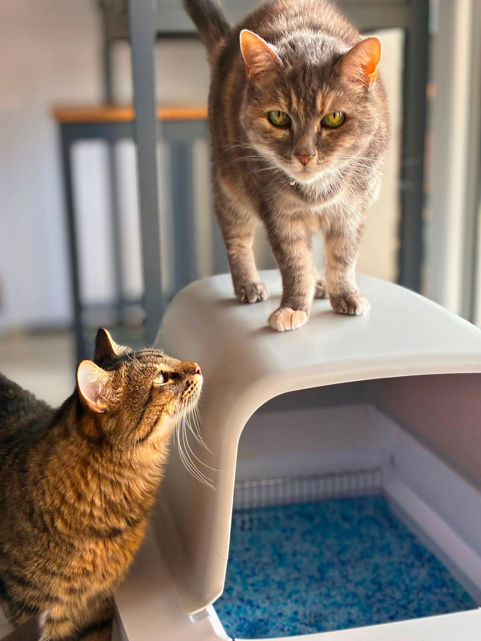 Titre : Collaboration influence pour une litière automatique PetSafe