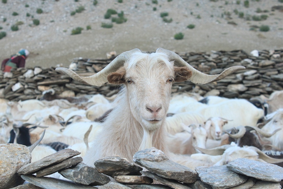Cashmere_Pashmina_Goat.JPG