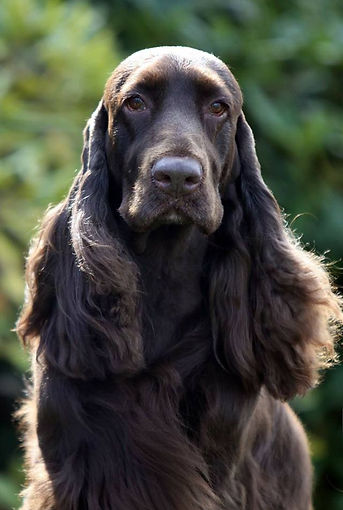 teddyheadshot.jpg