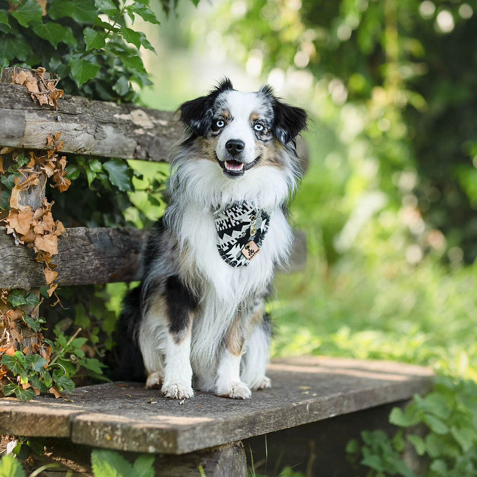 521123274_726428173522153_1820654125360872088_n