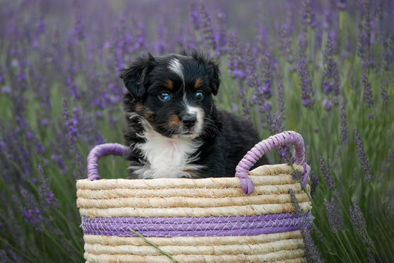 P1260404-Unna panier copie.jpg