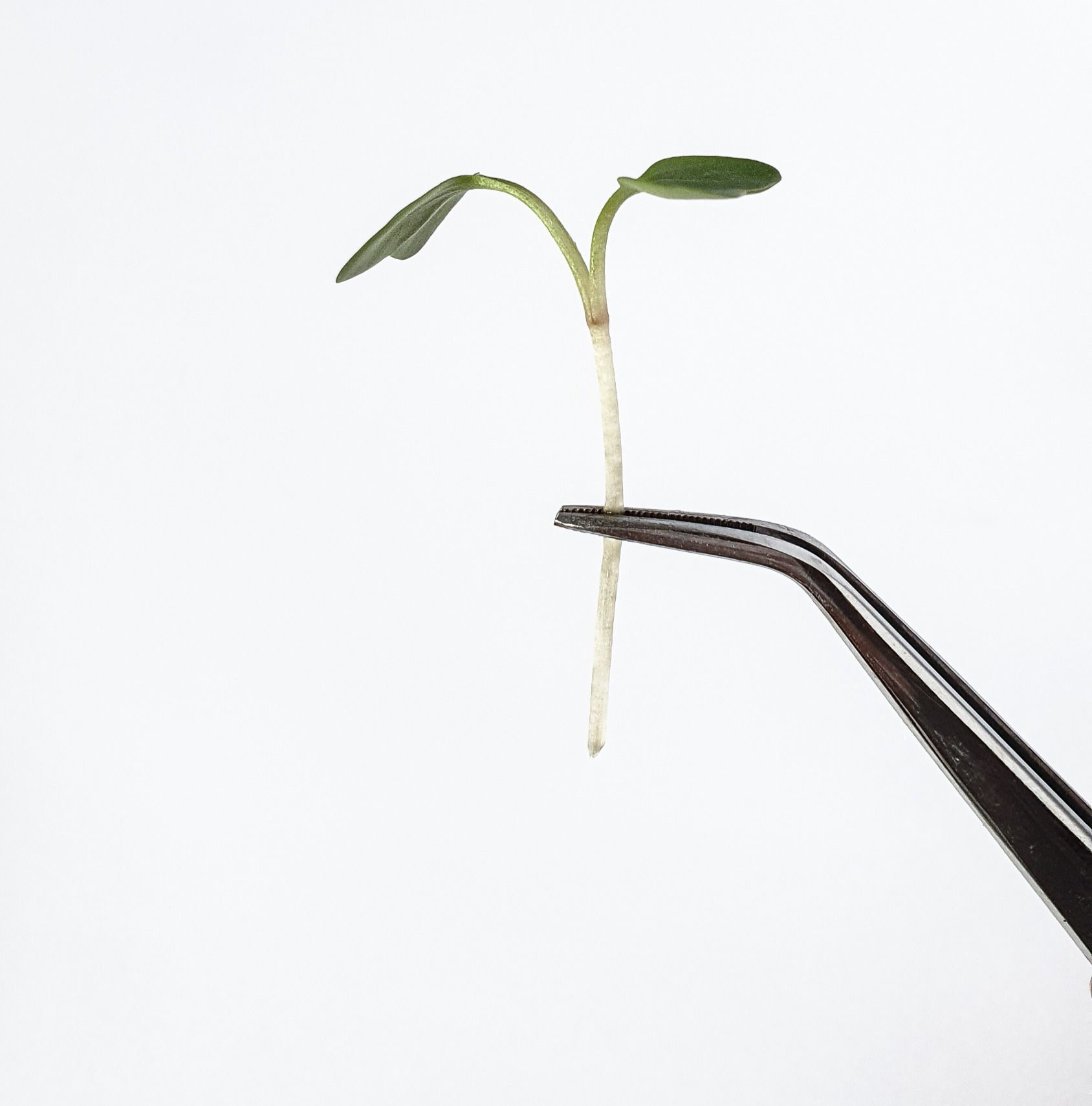 MICROVERDE DE  RABANETE