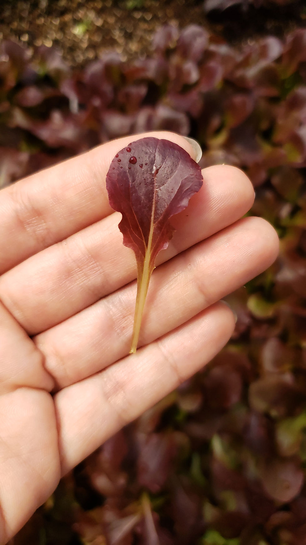 Miniatura: BABY LEAVES - MIX