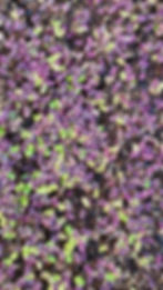 Miniatura: MICROVERDE DE  MANJERICÃO ROXO