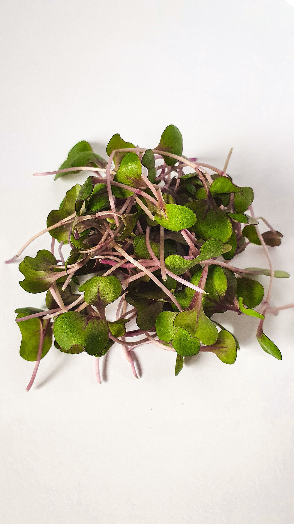 Miniatura: MICROVERDE DE REPOLHO ROXO 