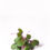 Miniatura: MICROVERDE DE REPOLHO ROXO 