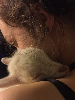 Baby Goat
