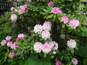 庭の石楠花が満開になりました