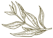 Simple Leaf Illustration 1_edited.png