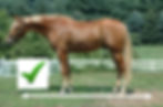 Horse is on even ground